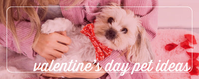 celebrate fur-ever love! Valentine's Day ideas for your pet