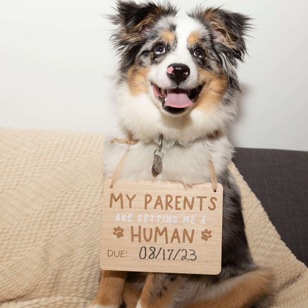 pet's baby announcement sign