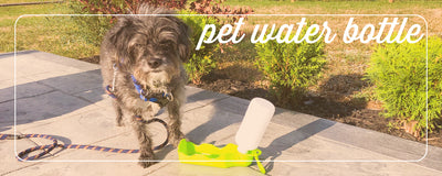 dog walking favorites featuring a must-have water bottle for any dog owner