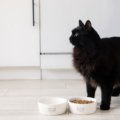 cat bowl (sm)