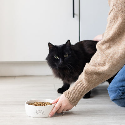 cat bowl (sm)