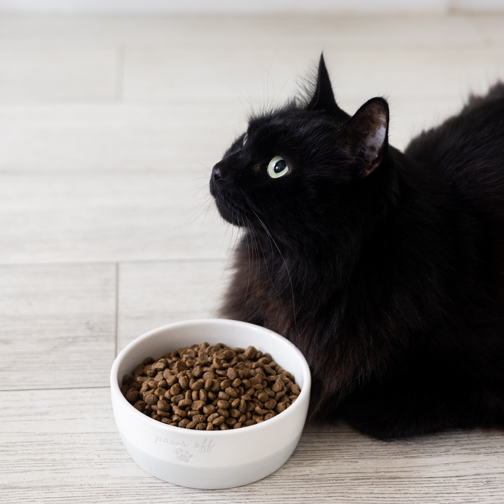 cat bowl (sm)