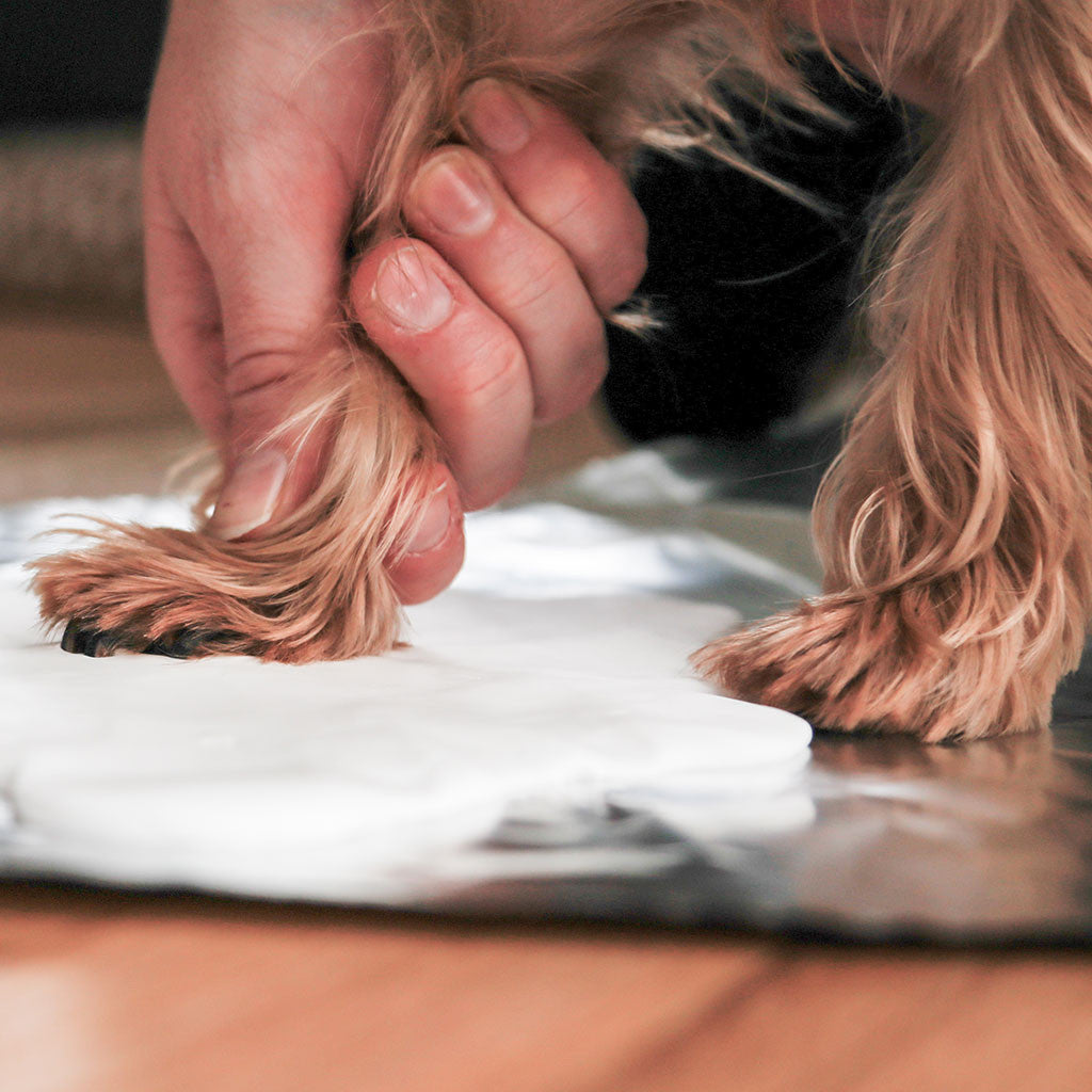 pearhead's pawprints memory box