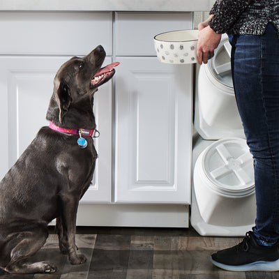 dog bowl (lg)