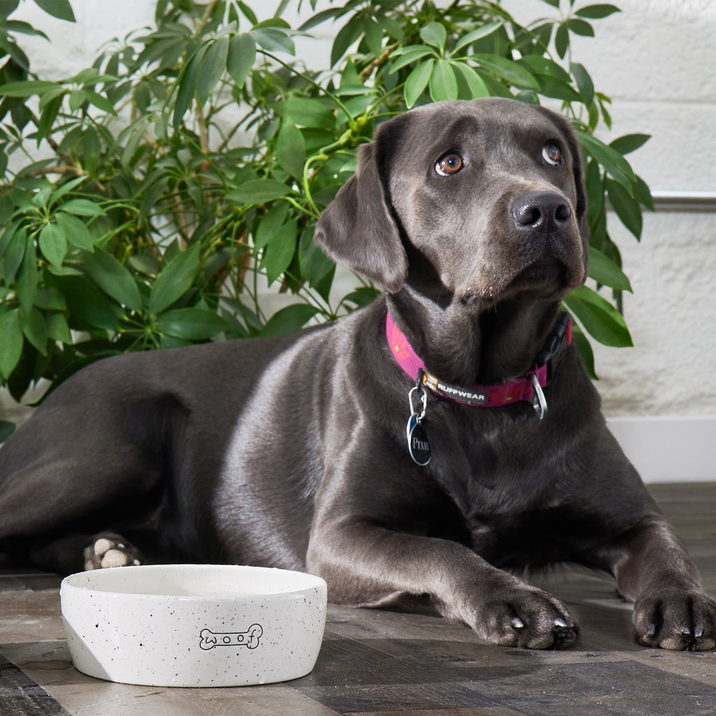 dog bowl (md) – Pearhead