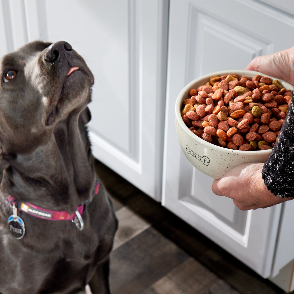 a picture of a bowl of dog food dog bowl (md) – Pearhead