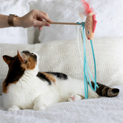koi fish cat teaser