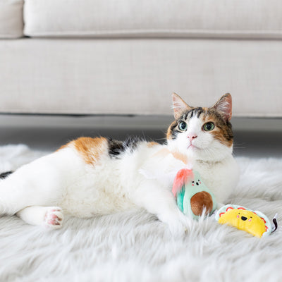 taco time cat toy set