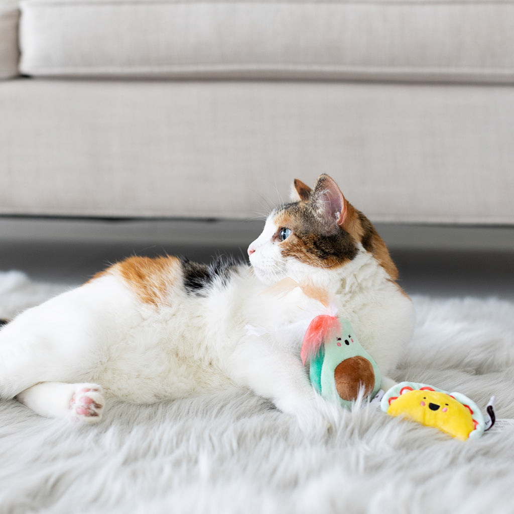 taco time cat toy set