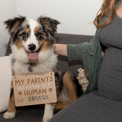 pet's baby announcement sign