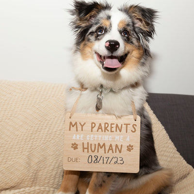 pet's baby announcement sign