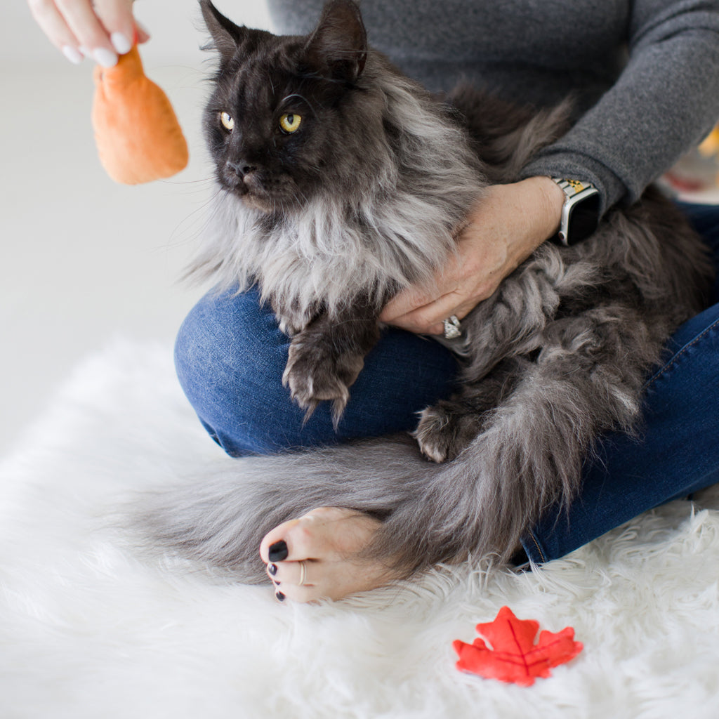 it's meowple season cat toy set