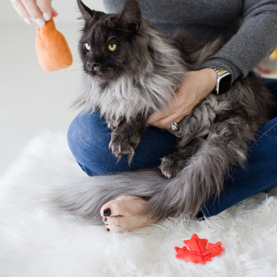 it's meowple season cat toy set