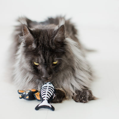 pawlloween cat toy set