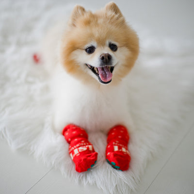 human and dog sock set