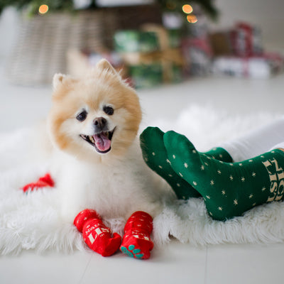 human and dog sock set