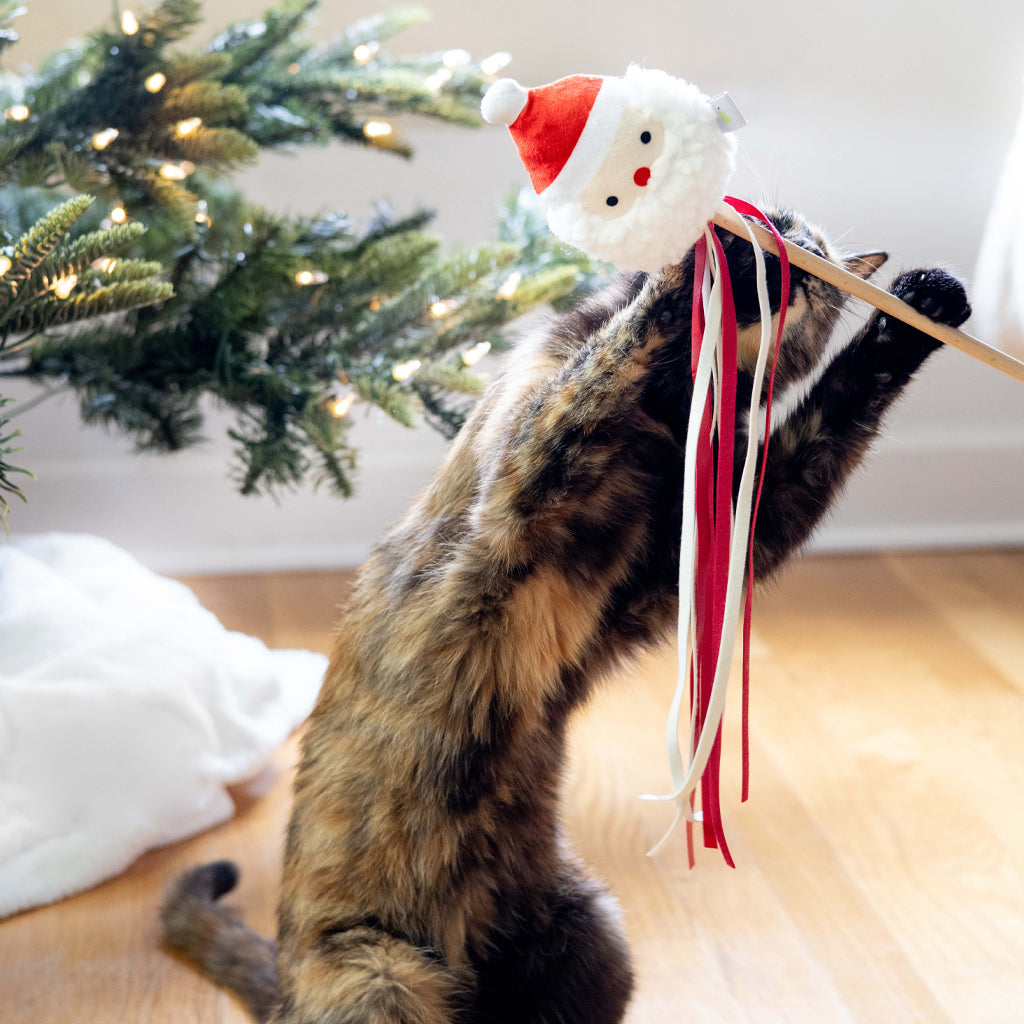 santa cat teaser