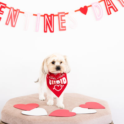 cupid pet bandana (s/m)