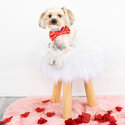 woof you pet bowtie (xs/s)