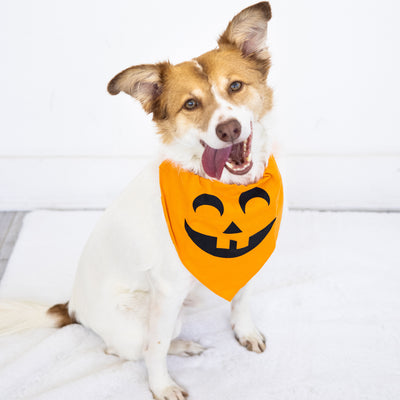 pumpkin pet bandana (m/l)