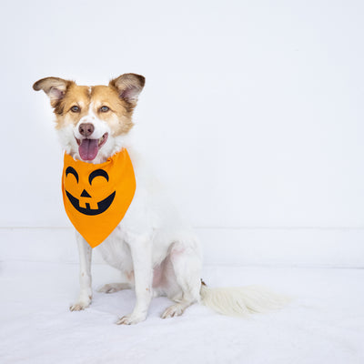 pumpkin pet bandana (m/l)