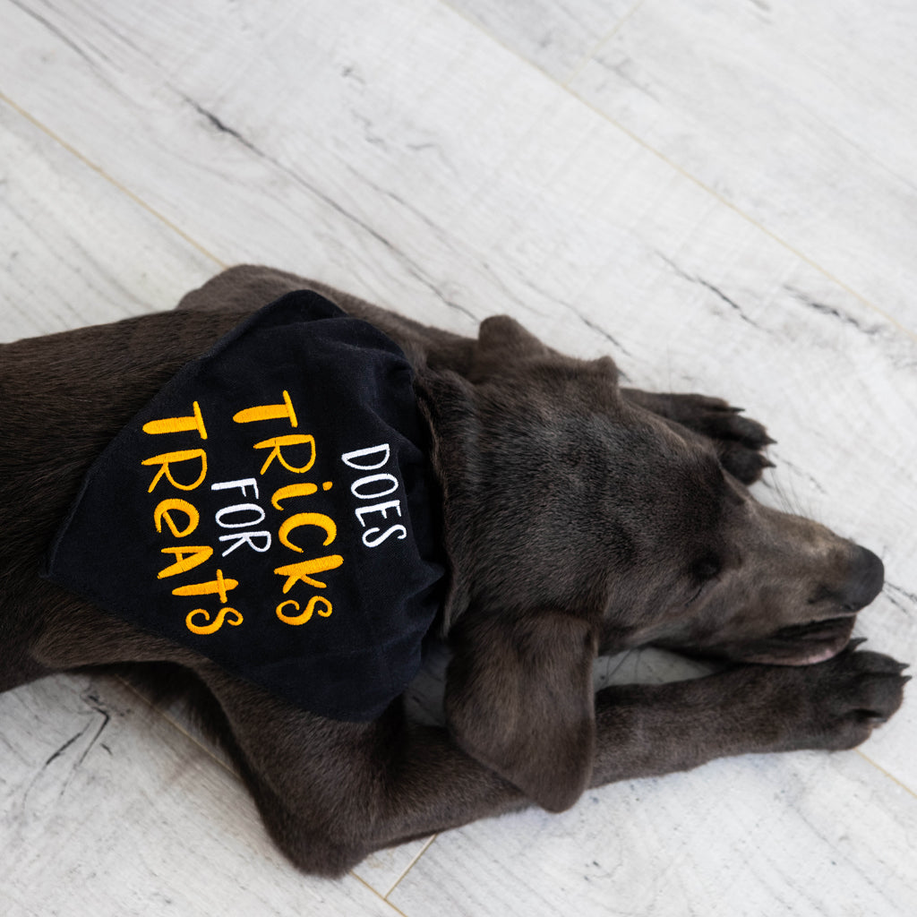 tricks for treats pet bandana (s/m)