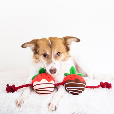 you're berry cute dog toy