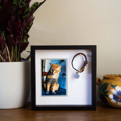 pet collar frame