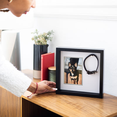 pet collar frame