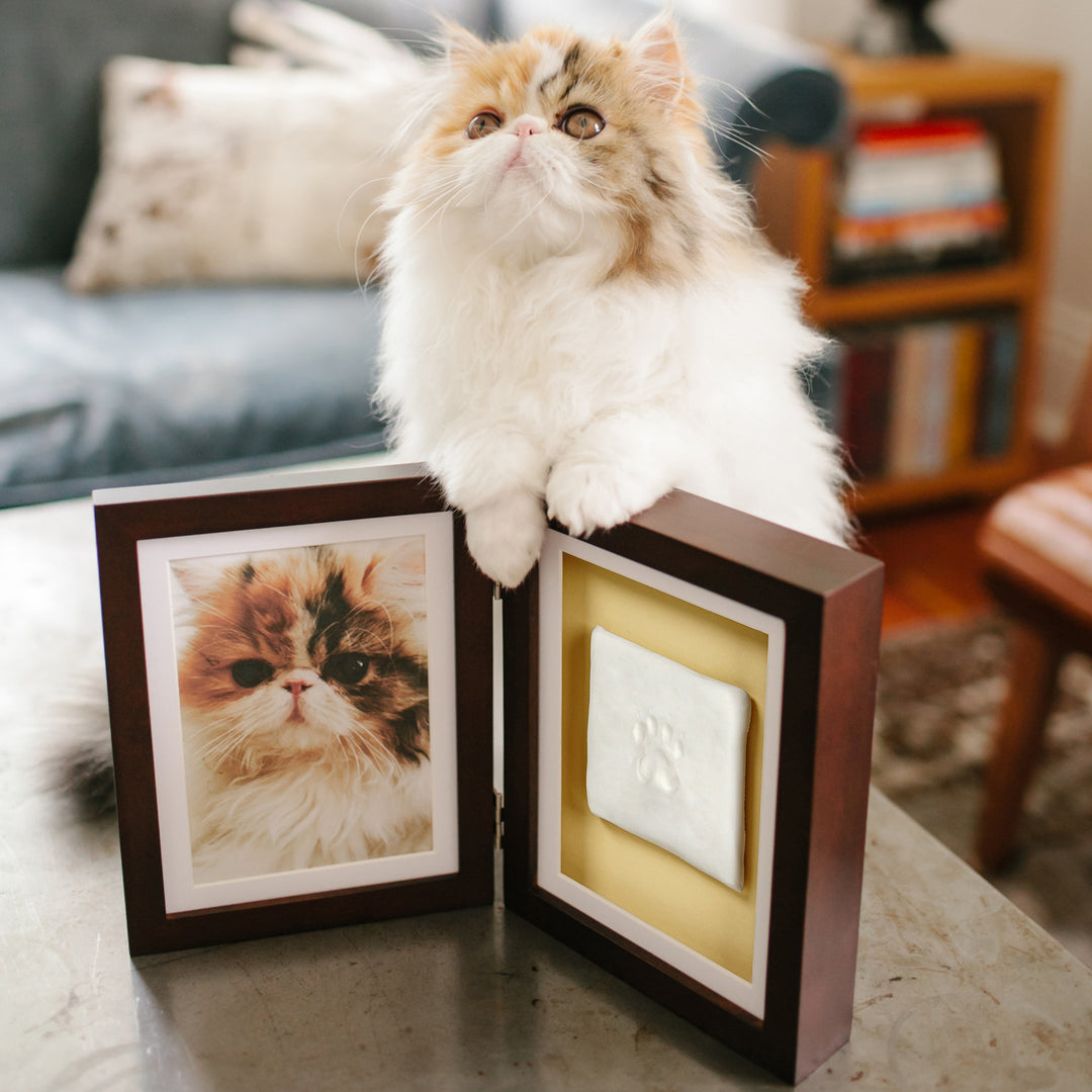 Black Paw Print Shadow Box Frame - In Memoriam Pet Services Black Paw Print Shadow Box Frame - In Memoriam Pet Services
