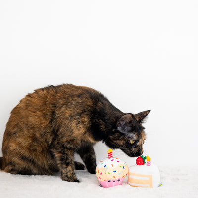 birthday cake cat toy set