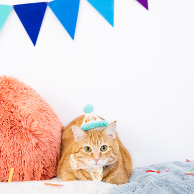 happy purrday cat hat and bowtie set