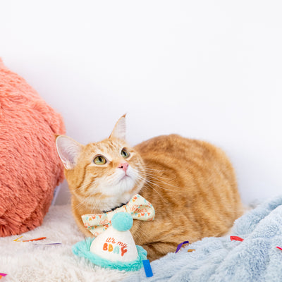 happy purrday cat hat and bowtie set