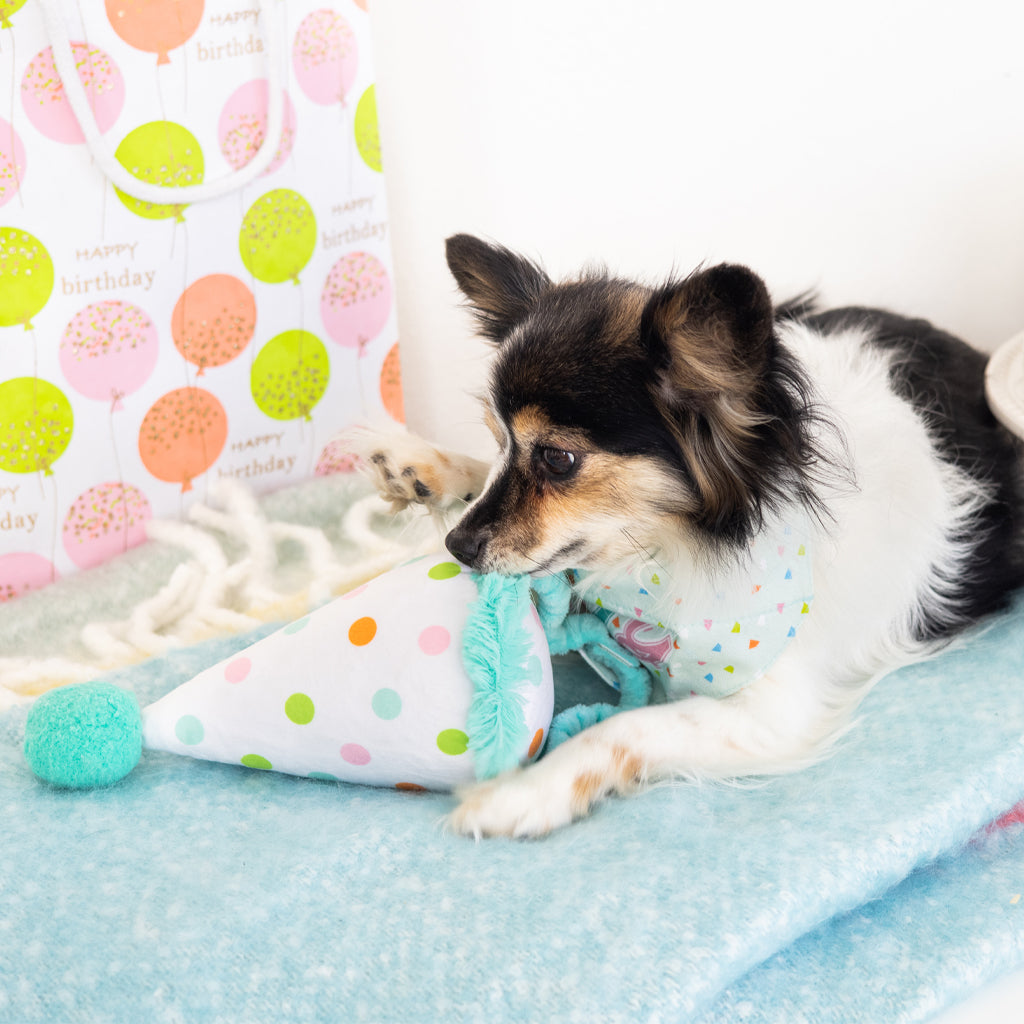 birthday pup dog bandana and hat set