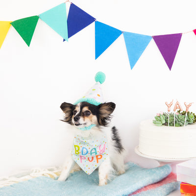 birthday pup dog bandana and hat set