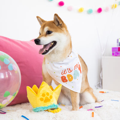 happy barkday dog bandana and hat set