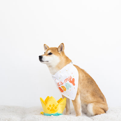 happy barkday dog bandana and hat set