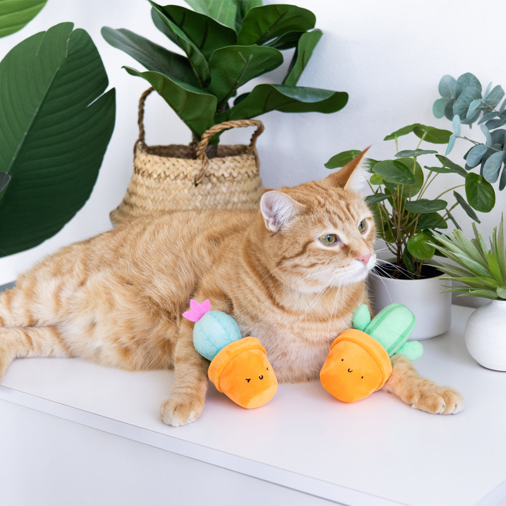 prickly plants cat toy set